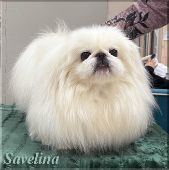 Офелита