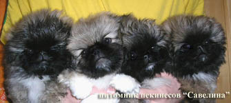 Belka`s childrens in 45 days