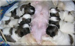 Belka`s children