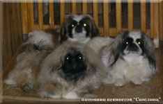 Belka and her daughters - Sima and Nilka