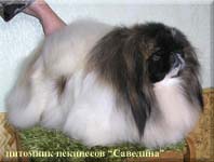 Savelina O`Pavsakiya Rust Cvetochek