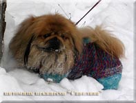 Cezar take a walk