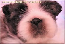 Savelina Grig Simforian age 3 weeks