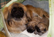 Mirosha and her childrens