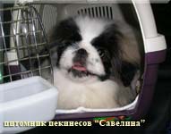 Savelina Heila Anisiya Boa go to German home