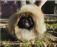 Zizhan Miron`s Vilena Polaktiya (Pchelka) in 11 months old