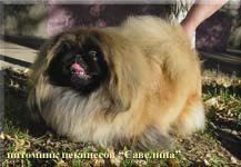 Zizhan Miron`s Vilena Polaktiya (Pchelka) in 11 months old