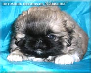 Silvestr in 2 months