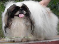 Savelina Feodora Belissima