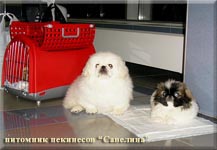 Snag and Happy in airport, on the way to a new home