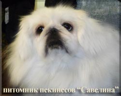 Fleshka