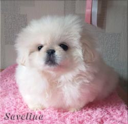 Бэлла