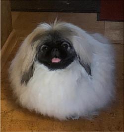 Дарий