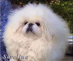 Гименей