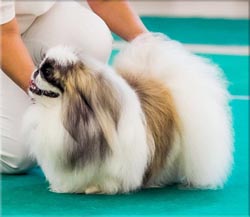 Онли