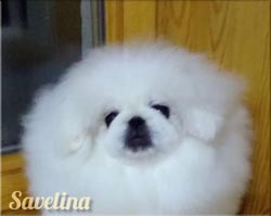 Снежинка