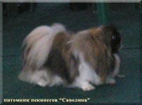 Ellina Sher from Savelina in a Dog Show