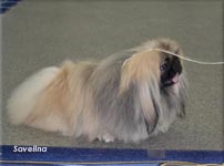 Savelina Archil Vivaldi