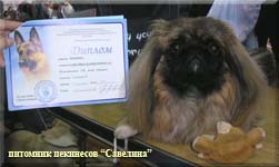 Savelina Barbi Norma Yes on a Dog Show
