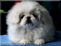 24.04.10 Treasure Flash Angija - Best Baby of Breed 