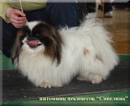24.04.10 Savelina Fortunat Rubel in a Dog Show