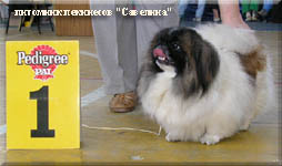 Cvetochek - CAC, Best bitch of breed