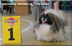 Danja Bol - CAC, Best of breed