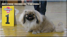 Masjanja - Best Puppy